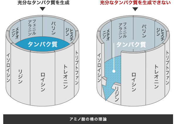 アミノ酸スコアとは？