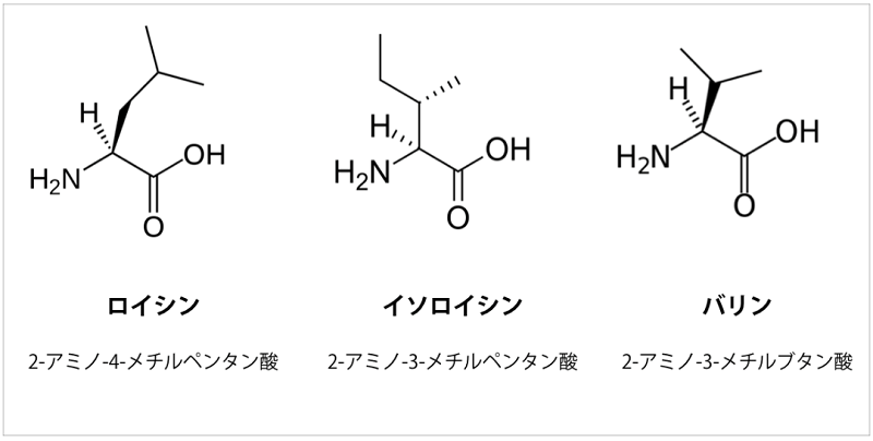 プロテインを選ぶポイントのBCAAアミノ酸とは